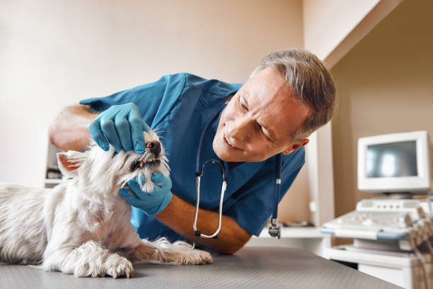 Best Emergency Dental Services for Seniors in Palestine, TX